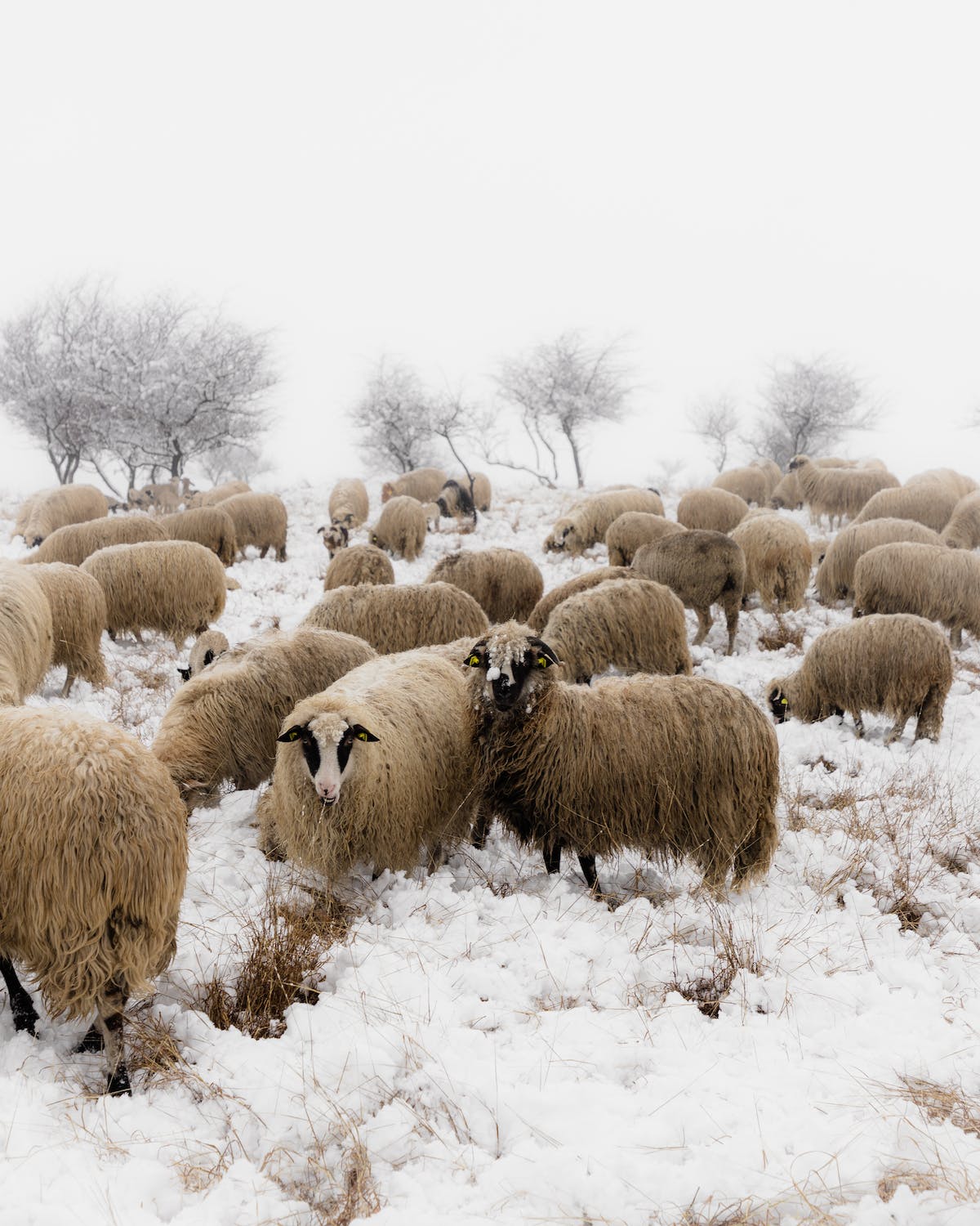 laine de mouton