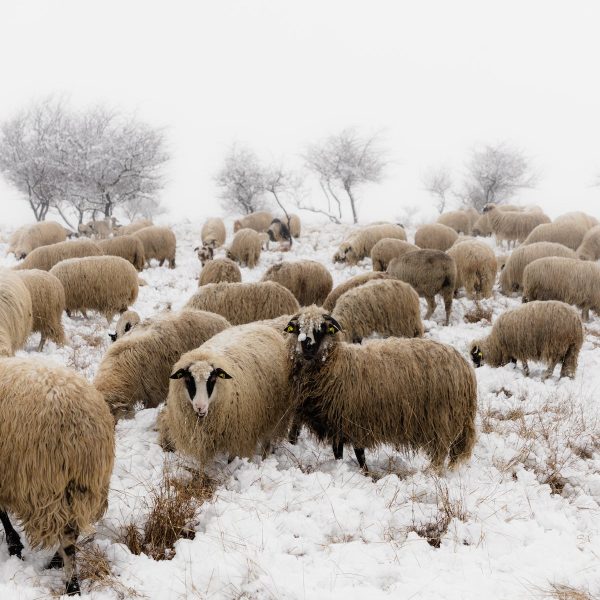 free-photo-of-rhume-neige-hiver-rural free-photo-of-rhume-neige-hiver-rural